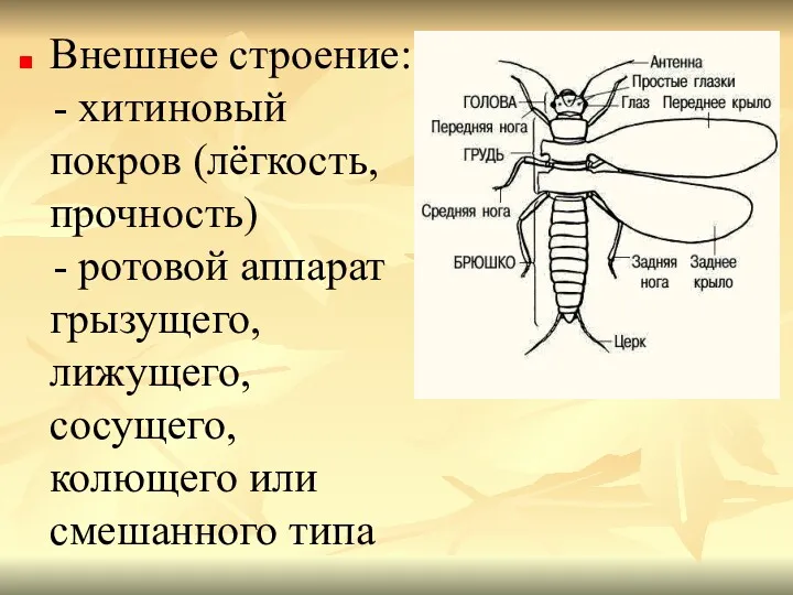 Внешнее строение: - хитиновый покров (лёгкость, прочность) - ротовой аппарат