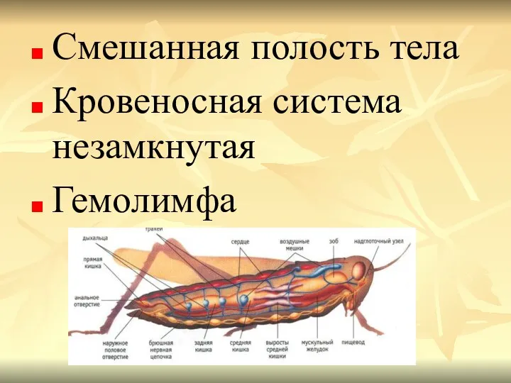 Смешанная полость тела Кровеносная система незамкнутая Гемолимфа