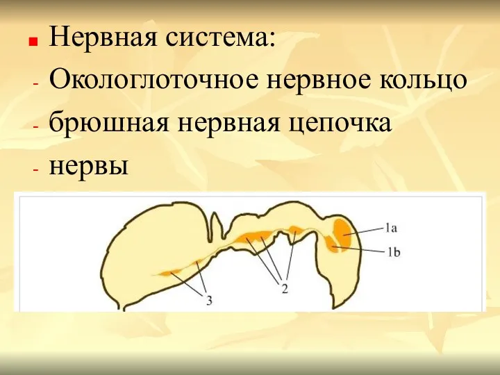 Нервная система: Окологлоточное нервное кольцо брюшная нервная цепочка нервы