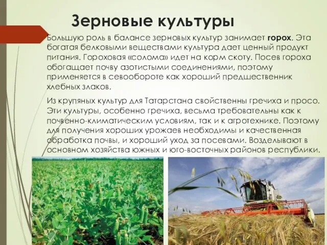 Зерновые культуры Большую роль в балансе зерновых культур занимает горох.