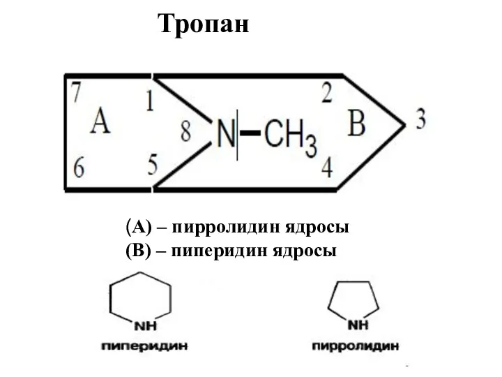 Тропан (А) – пирролидин ядросы (В) – пиперидин ядросы