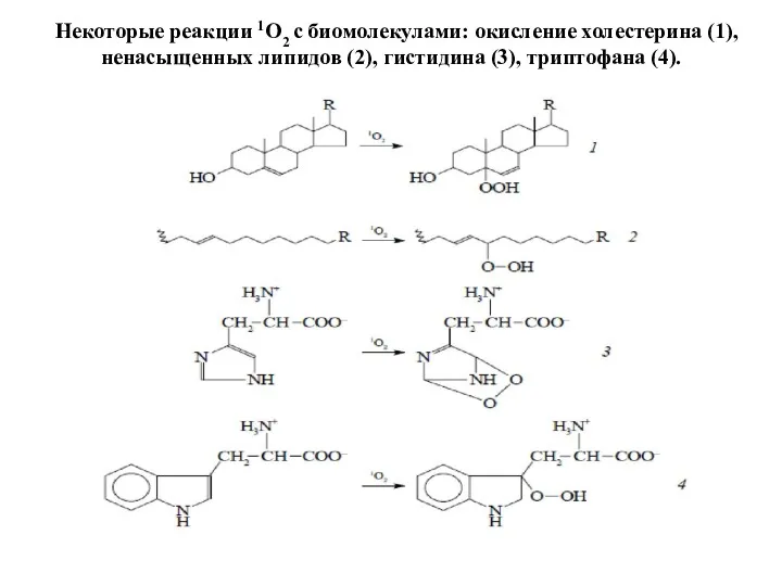 Некоторые реакции 1О2 с биомолекулами: окисление холестерина (1), ненасыщенных липидов (2), гистидина (3), триптофана (4).