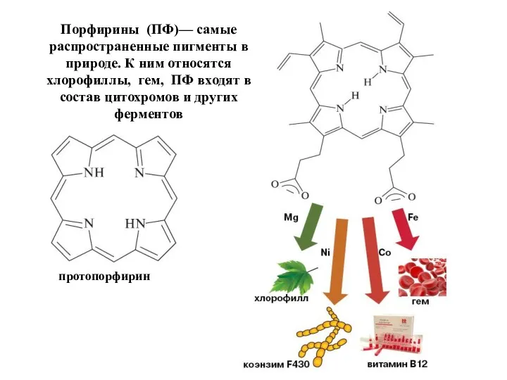 протопорфирин Порфирины (ПФ)— самые распространенные пигменты в природе. К ним