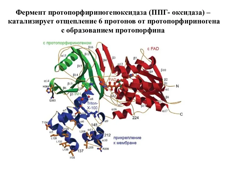 Фермент протопорфириногеноксидаза (ППГ- оксидаза) – катализирует отщепление 6 протонов от протопорфириногена с образованием протопорфина