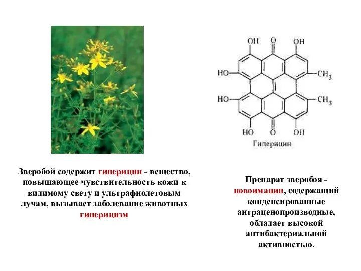 Зверобой содержит гиперицин - вещество, повышающее чувствительность кожи к видимому свету и ультрафиолетовым