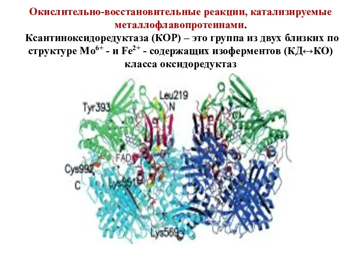 Окислительно-восстановительные реакции, катализируемые металлофлавопротеинами. Ксантиноксидоредуктаза (КОР) – это группа из двух близких по