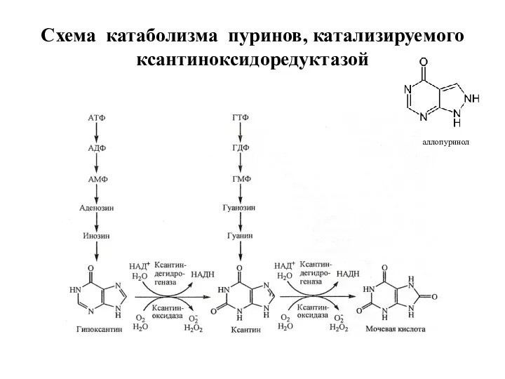 Схема катаболизма пуринов, катализируемого ксантиноксидоредуктазой аллопуринол