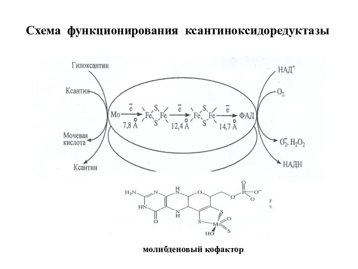 Схема функционирования ксантиноксидоредуктазы молибденовый кофактор