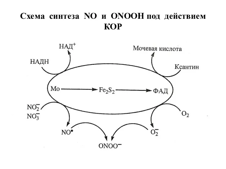 Схема синтеза NO и ONOOH под действием КОР