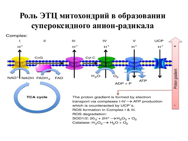 Роль ЭТЦ митохондрий в образовании супероксидного анион-радикала