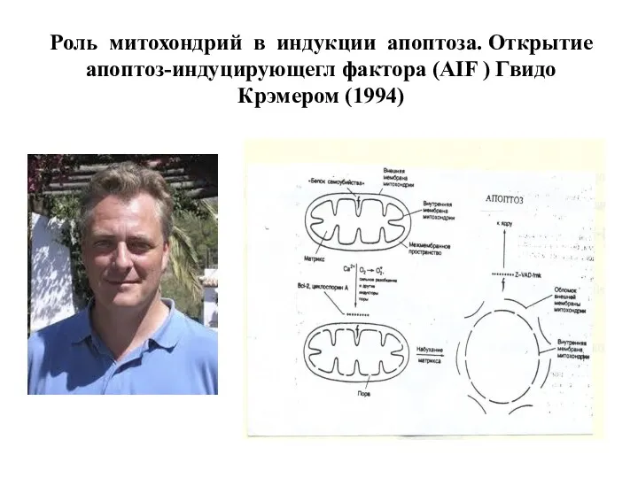 Роль митохондрий в индукции апоптоза. Открытие апоптоз-индуцирующегл фактора (AIF ) Гвидо Крэмером (1994)