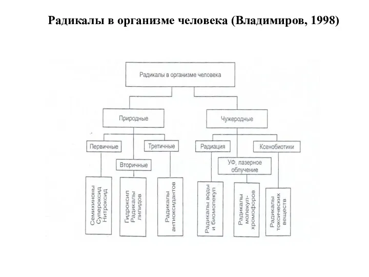 Радикалы в организме человека (Владимиров, 1998)