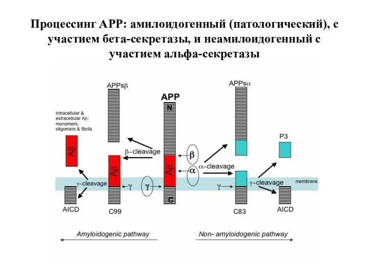 Процессинг APP: амилоидогенный (патологический), с участием бета-секретазы, и неамилоидогенный с участием альфа-секретазы