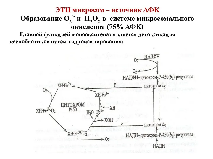 ЭТЦ микросом – источник АФК Образование О2‾• и Н2О2 в системе микросомального окисления