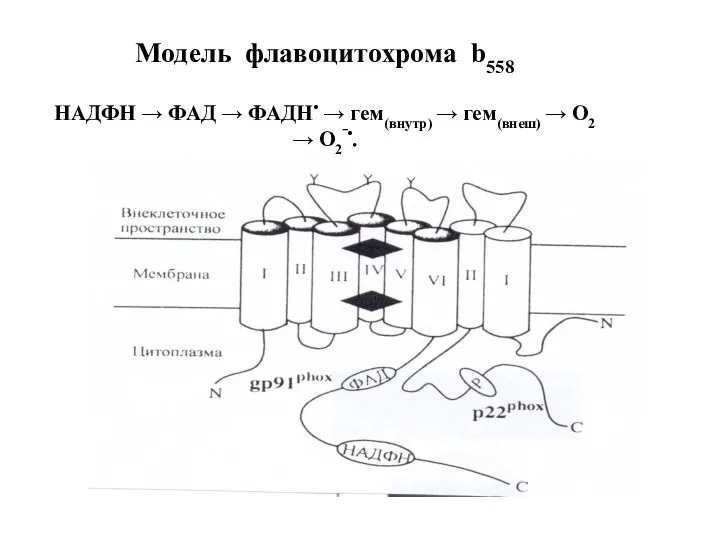 Модель флавоцитохрома b558 НАДФН → ФАД → ФАДН• → гем(внутр) → гем(внеш) → О2 → О2‾•.