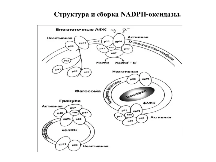 Структура и сборка NADPH-оксидазы.