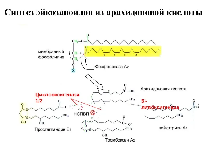 Синтез эйкозаноидов из арахидоновой кислоты Катехоламины, брадикинин, ангиотензин II, гистамин, цитокины Циклооксигеназа 1/2 5’-липоксигеназа