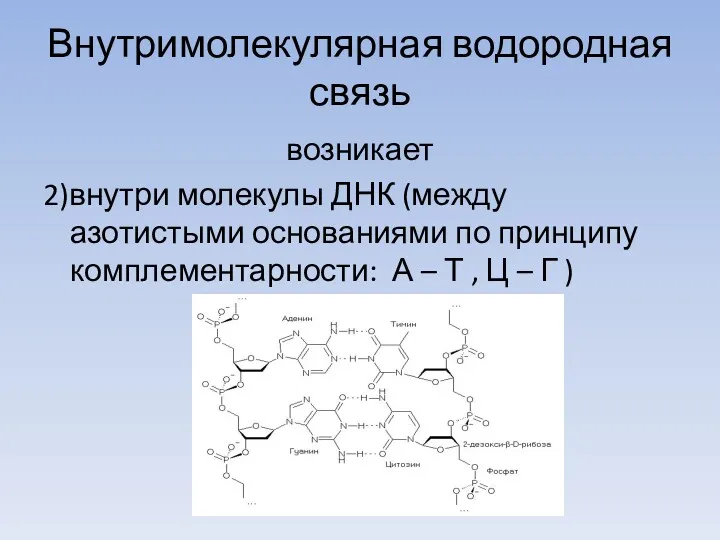 Внутримолекулярная водородная связь возникает 2)внутри молекулы ДНК (между азотистыми основаниями