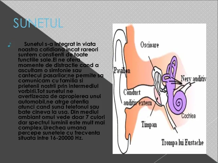 SUNETUL Sunetul s-a integrat in viata noastra cotidiana incat rareori