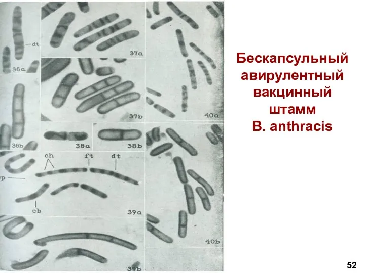 . 52 Бескапсульный авирулентный вакцинный штамм В. anthracis