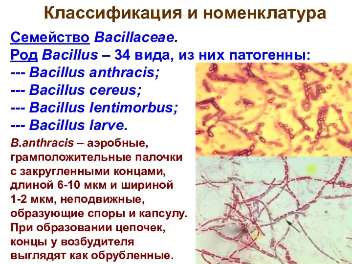 7 Семейство Bacillaceae. Род Bacillus – 34 вида, из них