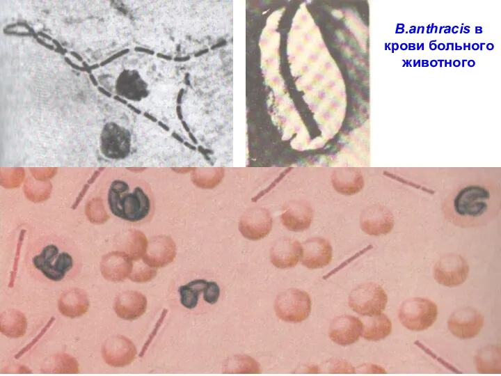 B.аnthracis в крови больного животного 11
