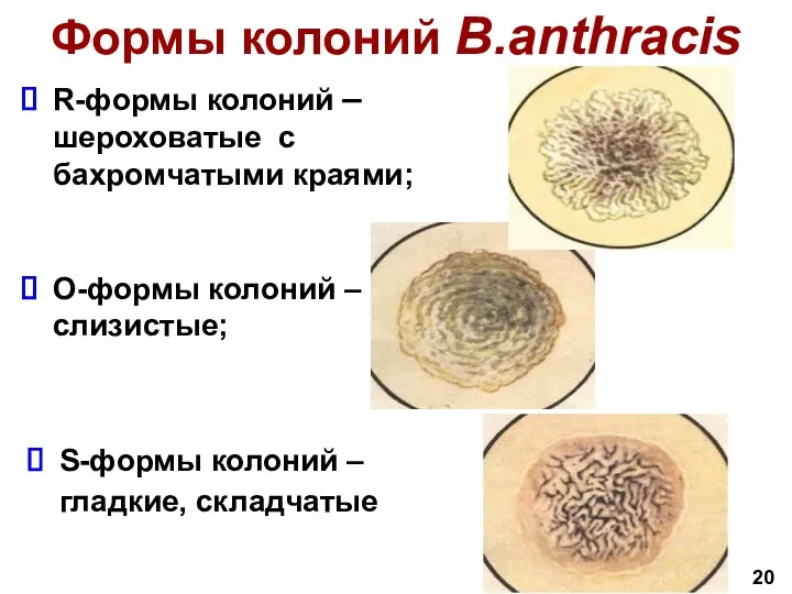 Формы колоний B.anthracis S-формы колоний – гладкие, складчатые О-формы колоний