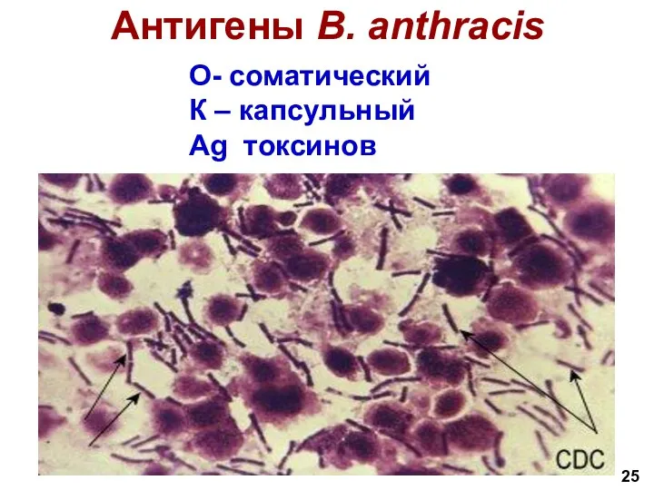 Антигены B. anthracis 25 О- соматический К – капсульный Ag токсинов
