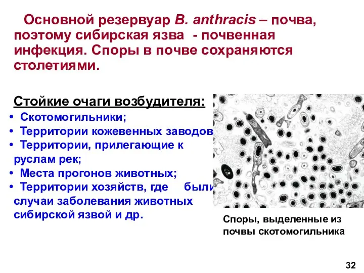 Основной резервуар B. anthracis – почва, поэтому сибирская язва -