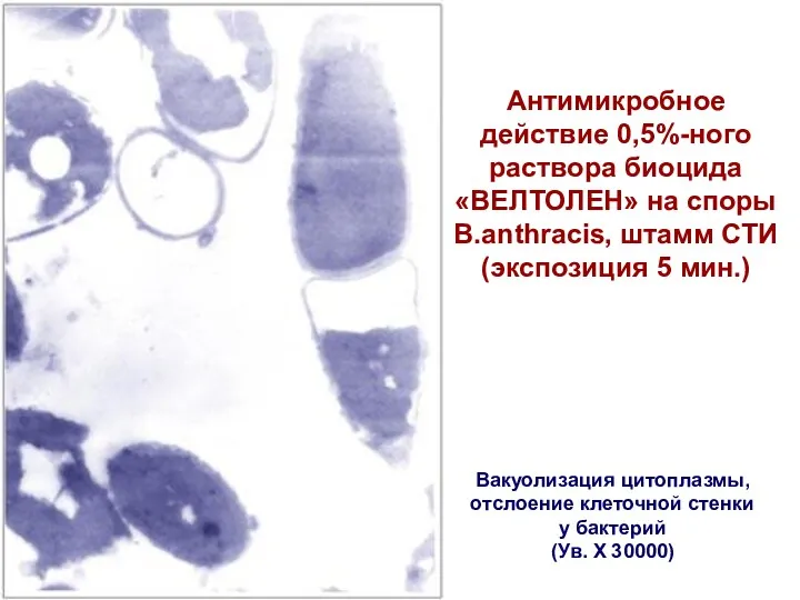 Антимикробное действие 0,5%-ного раствора биоцида «ВЕЛТОЛЕН» на споры B.аnthracis, штамм