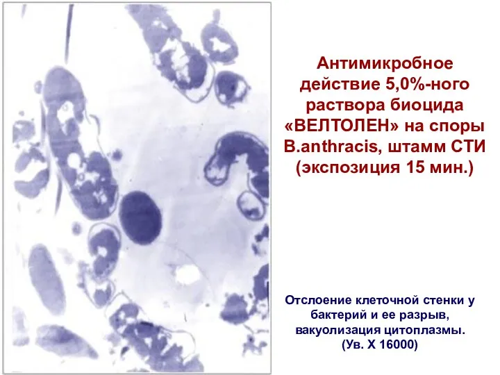 Антимикробное действие 5,0%-ного раствора биоцида «ВЕЛТОЛЕН» на споры B.аnthracis, штамм