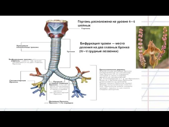 Гортань расположена на уровне 4—6 шейных Бифуркация трахеи — место деления на два