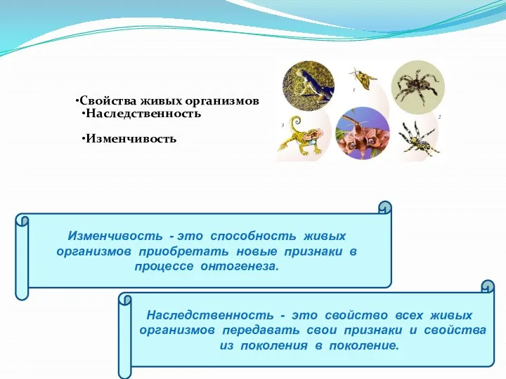 Свойства живых организмов Наследственность Изменчивость Изменчивость - это способность живых