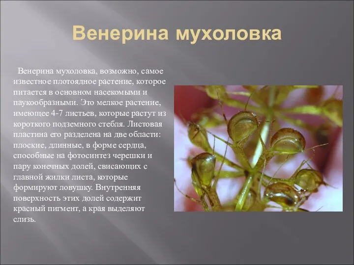 Венерина мухоловка Венерина мухоловка, возможно, самое известное плотоядное растение, которое