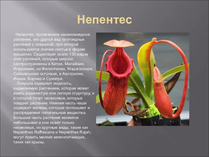 Непентес Непентес, тропическое насекомоядное растение, это другой вид плотоядных растений