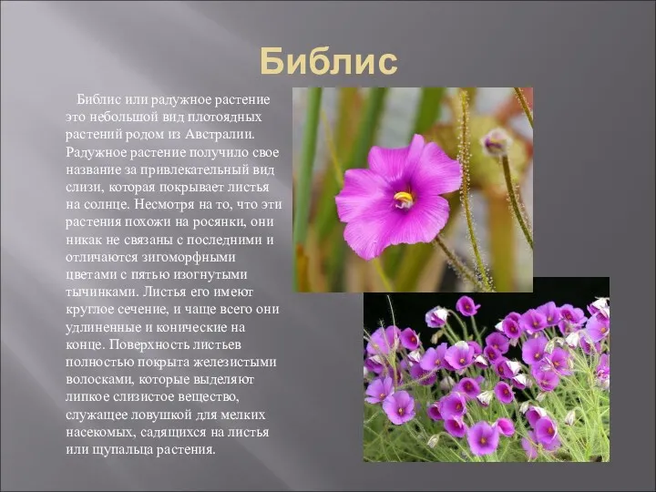 Библис Библис или радужное растение это небольшой вид плотоядных растений