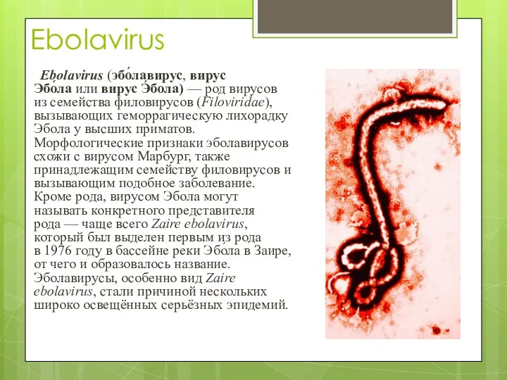 Ebolavirus Ebolavirus (эбо́лавирус, вирус Эбо́ла или вирус Э́бола) — род