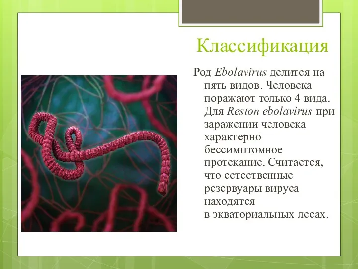 Классификация Род Ebolavirus делится на пять видов. Человека поражают только