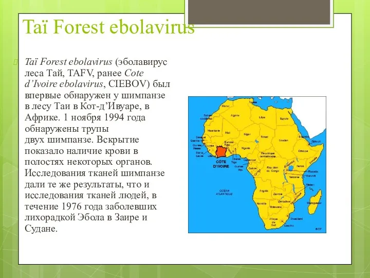 Taï Forest ebolavirus Taï Forest ebolavirus (эболавирус леса Тай, TAFV,