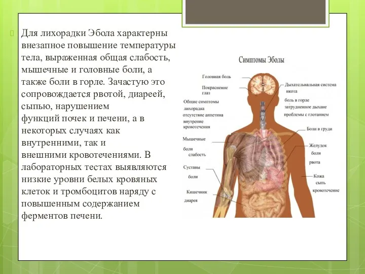 Для лихорадки Эбола характерны внезапное повышение температуры тела, выраженная общая