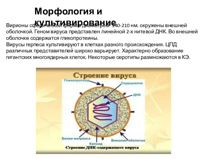 Вирионы сферической формы диаметром 140-210 нм. окружены внешней оболочкой. Геном