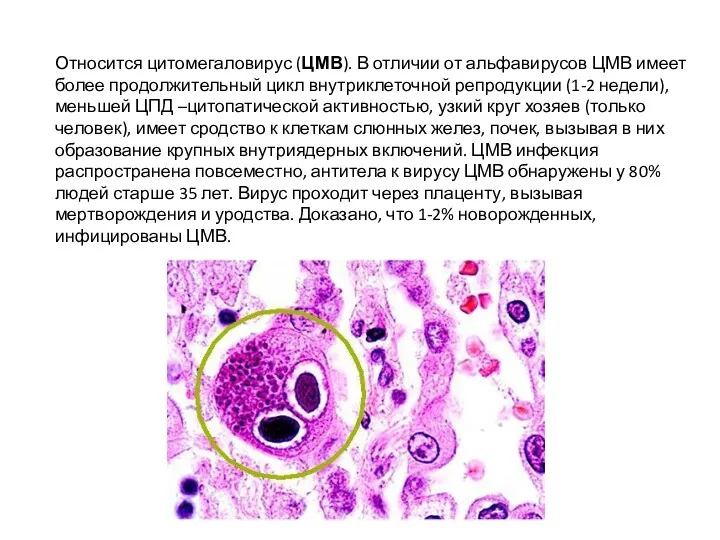 Относится цитомегаловирус (ЦМВ). В отличии от альфавирусов ЦМВ имеет более
