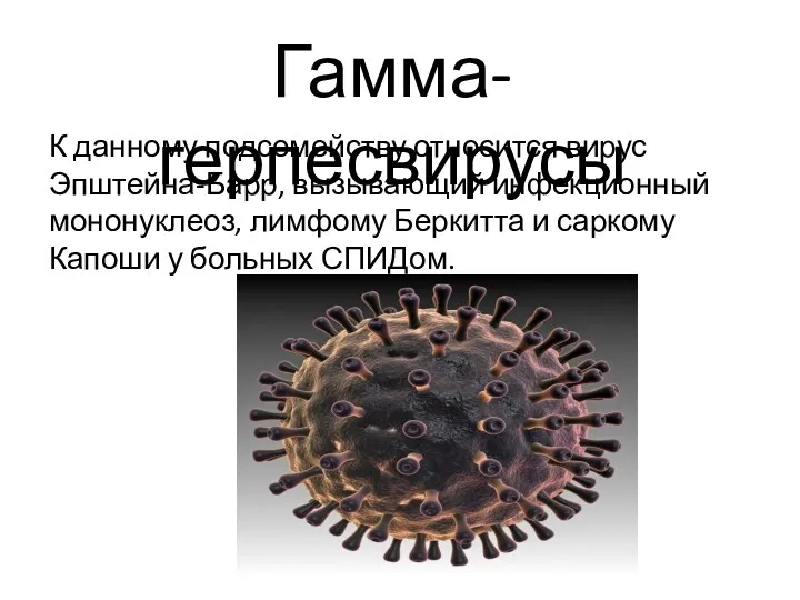 Гамма-герпесвирусы К данному подсемейству относится вирус Эпштейна-Барр, вызывающий инфекционный мононуклеоз,