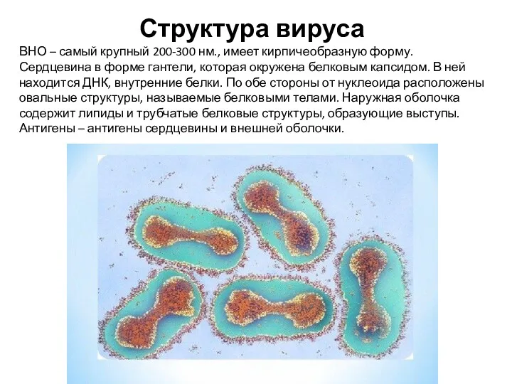 Структура вируса ВНО – самый крупный 200-300 нм., имеет кирпичеобразную