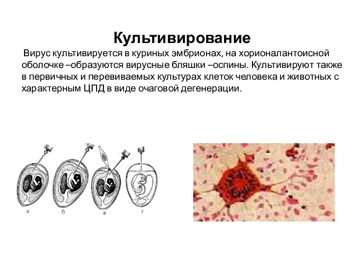 Культивирование Вирус культивируется в куриных эмбрионах, на хорионалантоисной оболочке –образуются