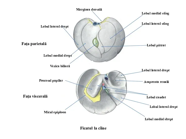 Ficatul la cîine Faţa parietală Faţa viscerală Lobul lateral stîng