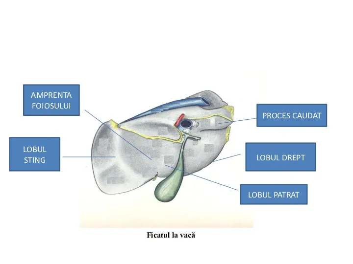 Ficatul la vacă LOBUL DREPT LOBUL PATRAT LOBUL STING AMPRENTA FOIOSULUI PROCES CAUDAT