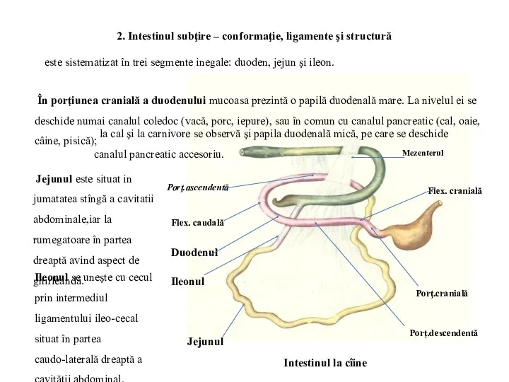 Intestinul la cîine 2. Intestinul subţire – conformaţie, ligamente şi