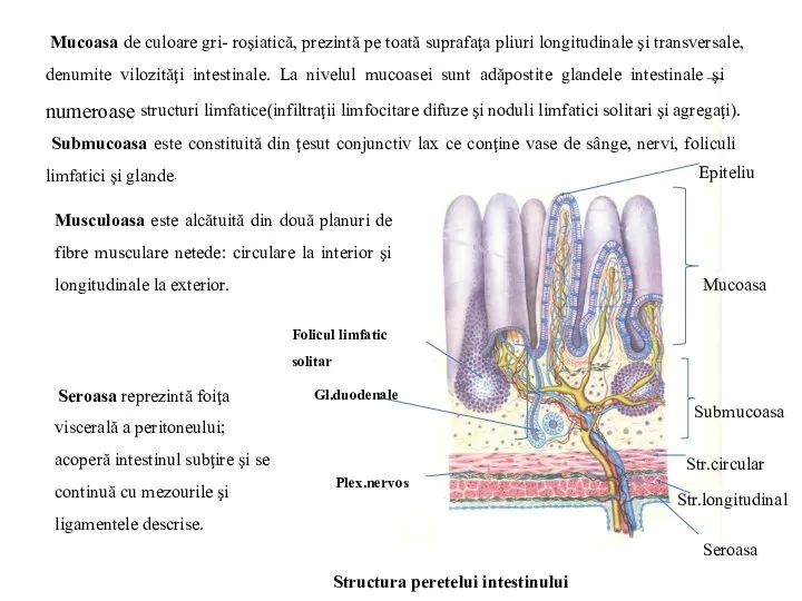 Structura peretelui intestinului Seroasa Str.longitudinal Str.circular Submucoasa Mucoasa Epiteliu Folicul