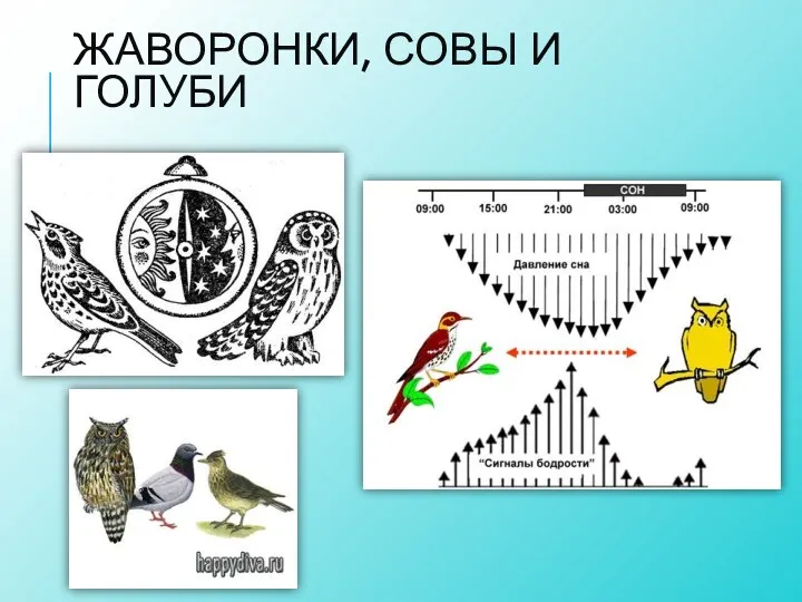 ЖАВОРОНКИ, СОВЫ И ГОЛУБИ